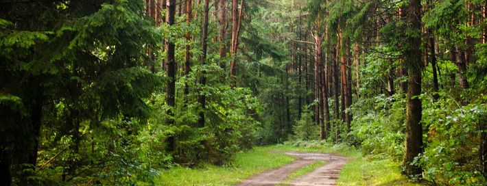 сосна и иль это основа белоруских лесов